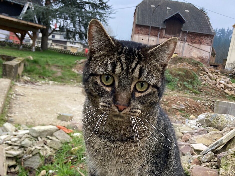 Kater Kläuschen ist von seiner weiten Reise wieder zu Hause in Hamm. 