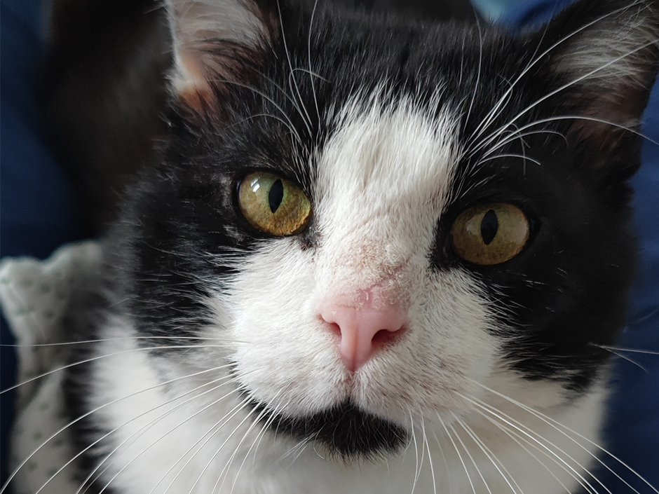 Von Kater Zorro fehlte 7,5 Jahre jede Spur. 