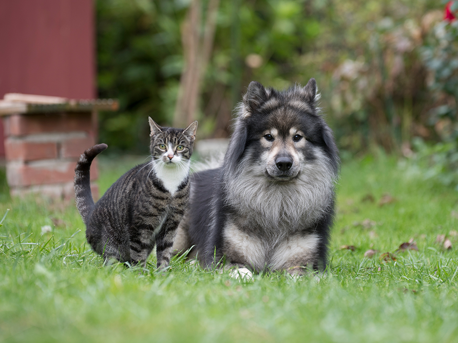 EU erwägt neue Rechtsvorschriften zum Schutz von Hunden und Katzen. Bildnachweis: TASSO e.V. 