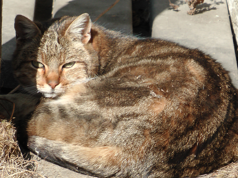 Streunerkatzen fühlen oft ein Leben im Elend. 