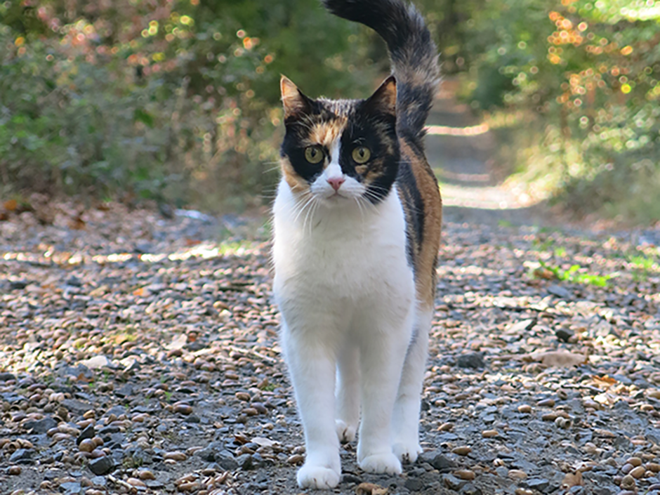 Katze steht auf einem Waldweg