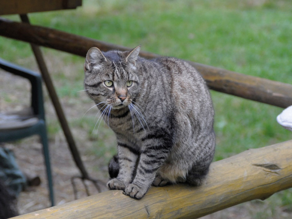 Fremde Katzen sollten nicht als herrenlos betrachtet werden. 