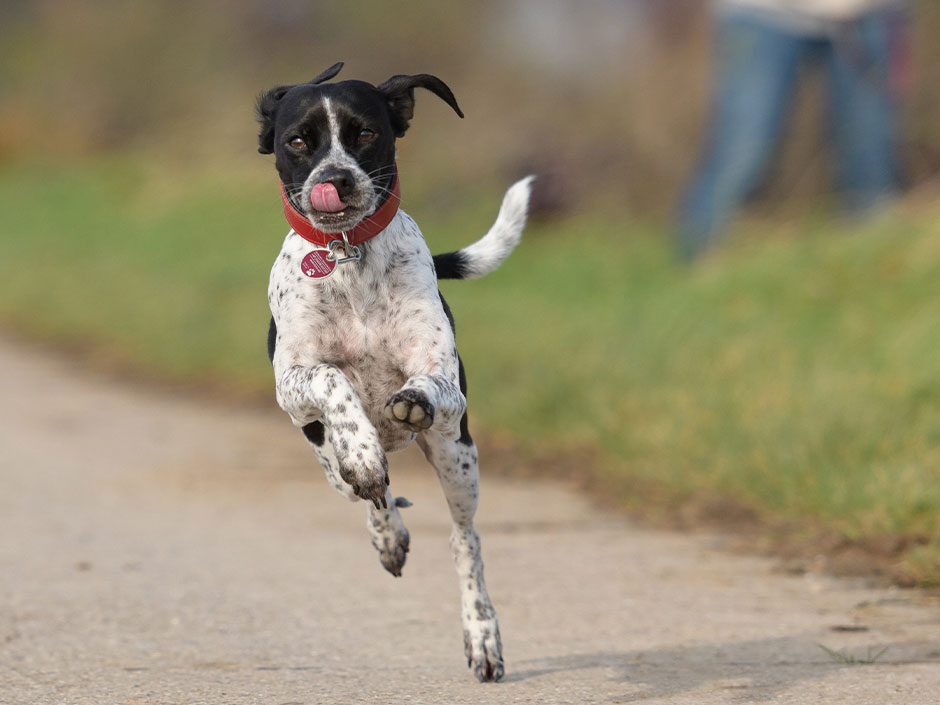 schwarz-weißer Hund rennt 