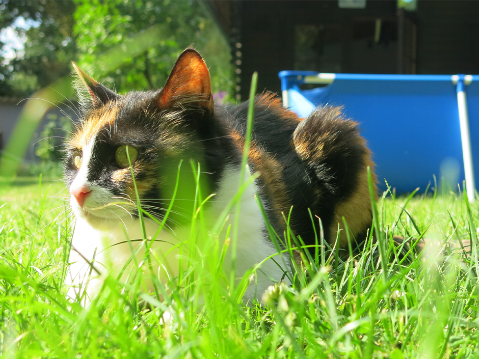 Der Garten ist auch für Haustiere eine Wohlfühloase. 