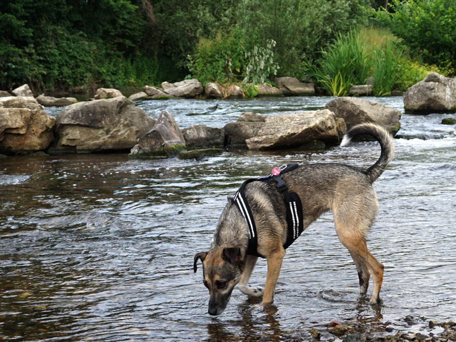 Viele Hunde freuen sich über eine Abkühlung.