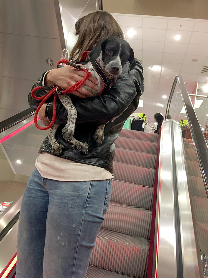 Frau mit Hund im Arm auf der Rolltreppe