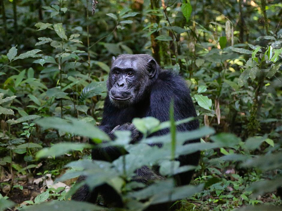 Schimpanse im Urwald.