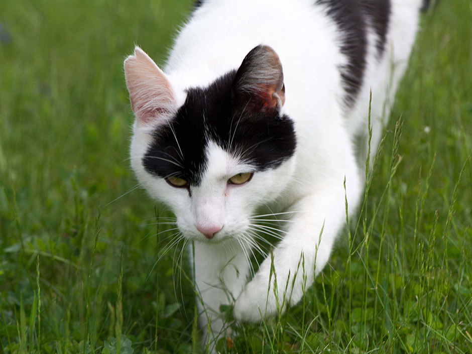 Katzen schleicht durchs Gras