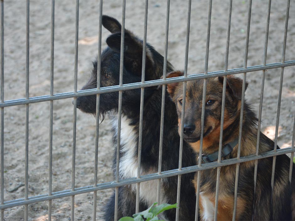 Hunde im Tierheim.