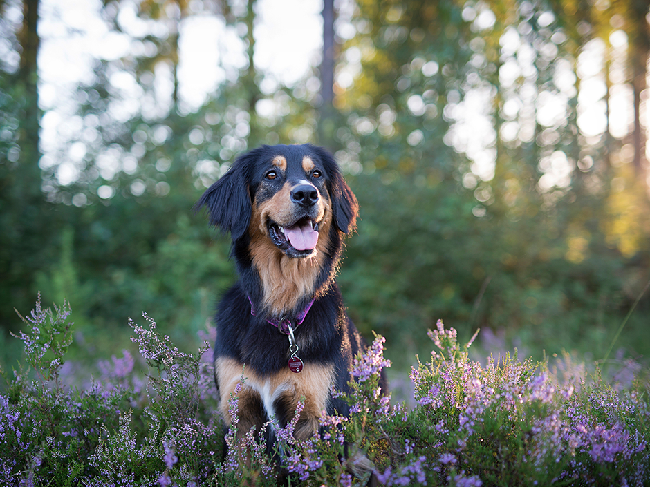 Auch Hunden und Katzen bereiten Pollen oft große Probleme. 