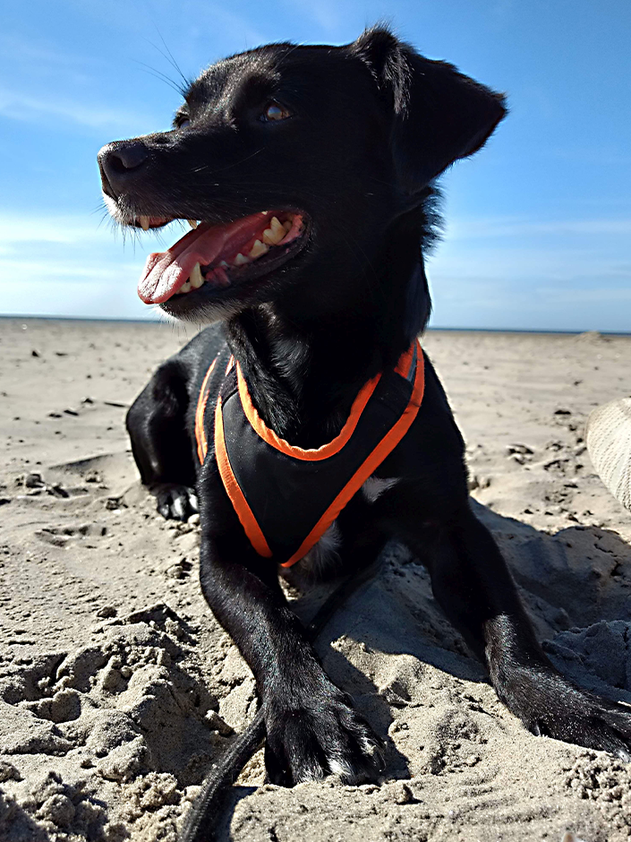 Viele Hunde genießen die Zeit am Strand.