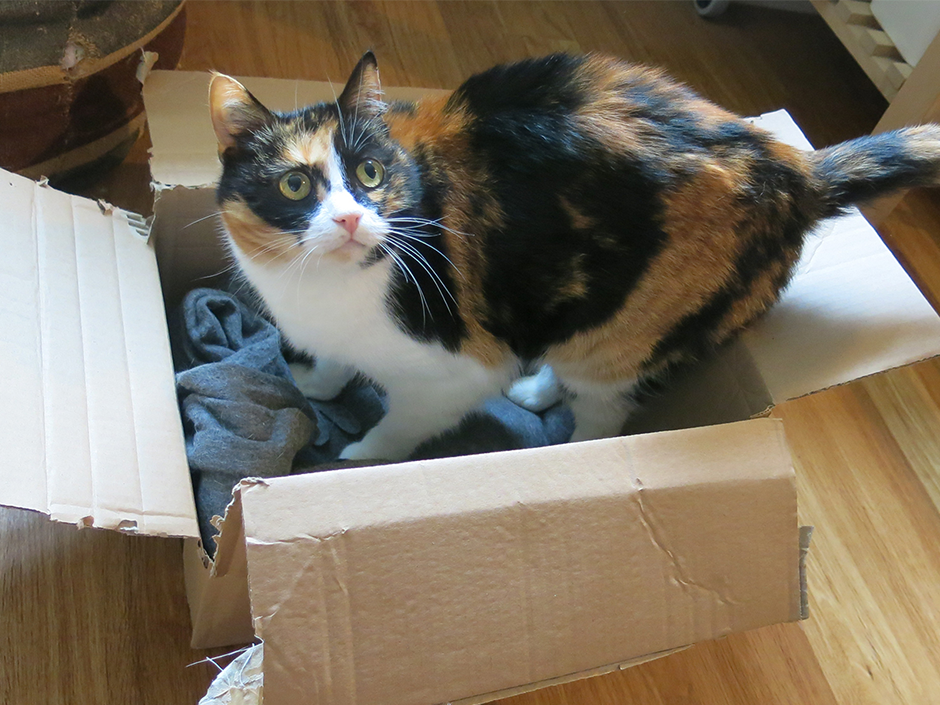 Kartons sind bei vielen Katzen das beliebteste Spielzeug.