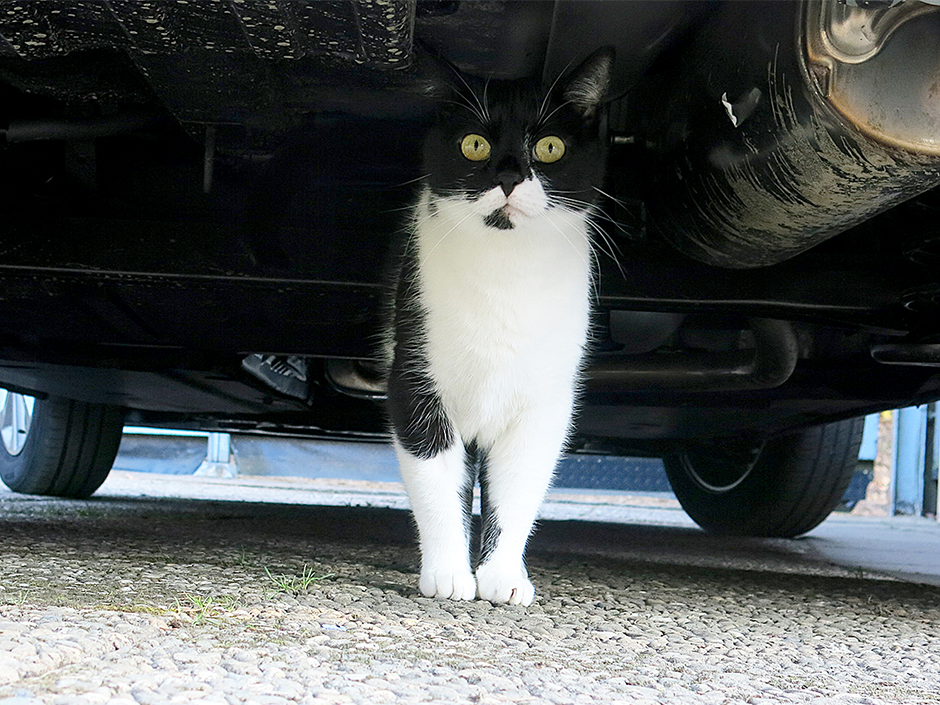 80.000 bei TASSO registrierte Katzen wurden im Jahr 2020 vermisst.