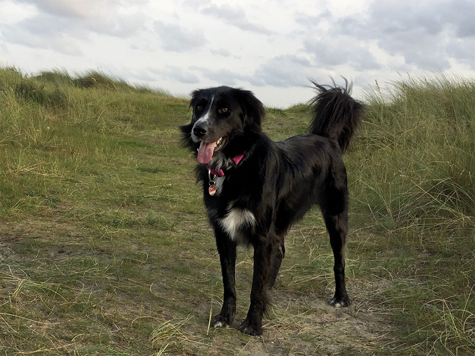 Border Collie oder Hovawart: Weder noch, hier steht ein toller Mischlinghund.  