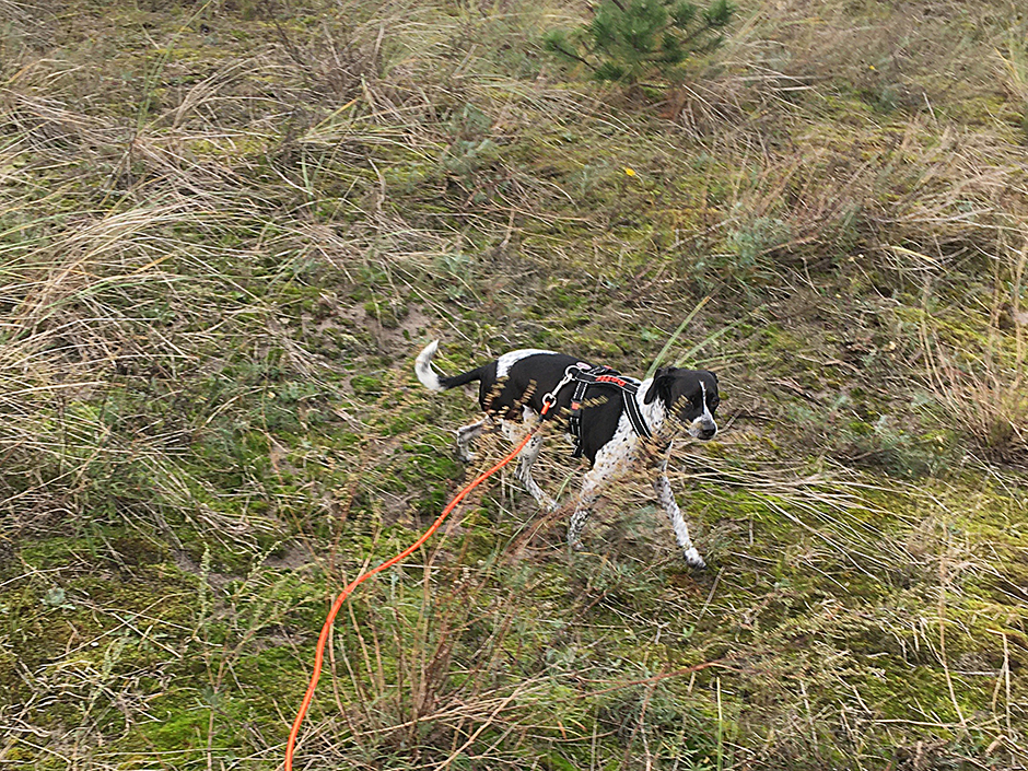 Hund mit Schleppleine in Dünen