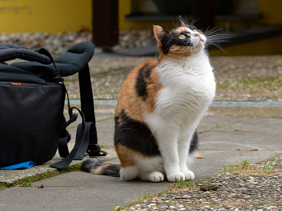 Wenn Katzen nicht mit auf Reisen gehen, müssen sie zu Hause gut betreut werden 
