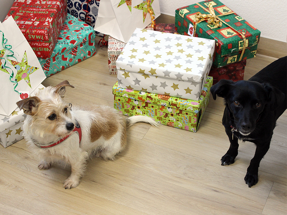 Viele Hundehalter möchten auch ihren Vierbeinern etwas zu Weihnachten schenken. 