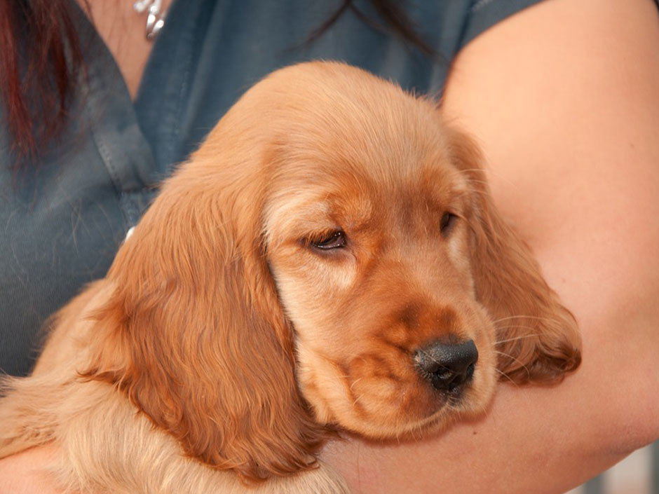 Symbolfoto: Cocker Spaniel-Welpe auf dem Arm.