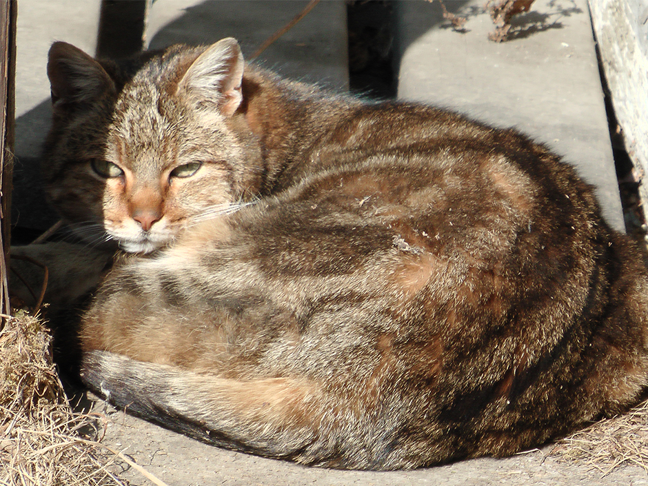 Rund zwei Millionen Streunerkatzen leben in Deutschland.