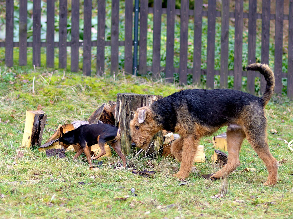 Hunde schnüffeln an Baumstamm