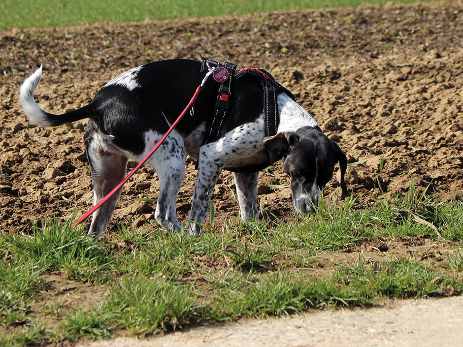 Hundehalter sollten während des Spaziergangs achtsam sein. 