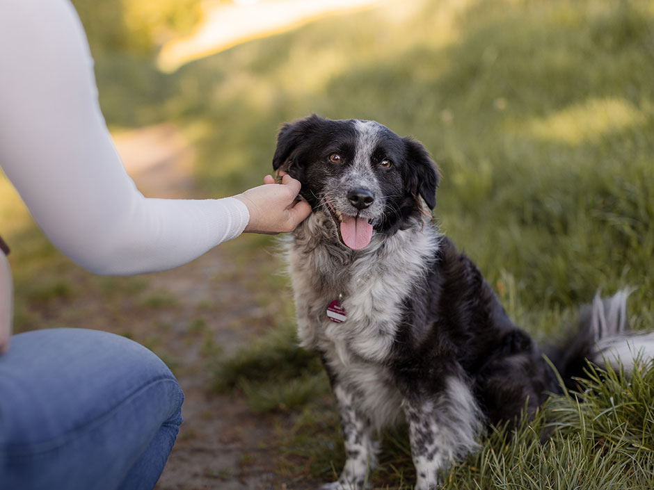 Hund genießt die Zeit draußen mit seiner Halterin.