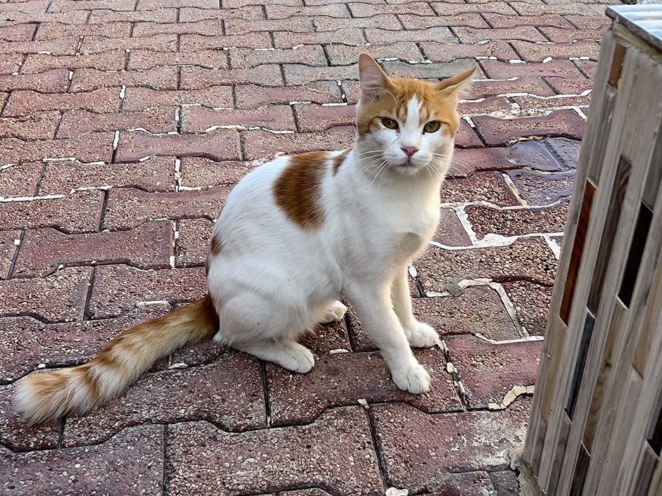 Magere Katze auf Straße