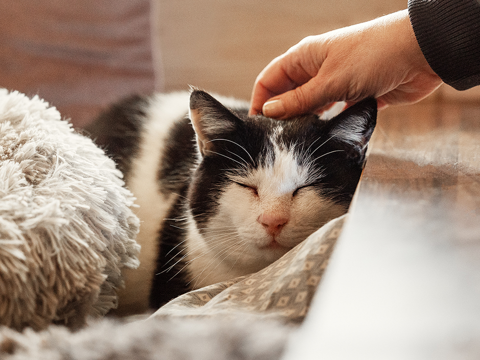 Katze wird von einer Hand getreichelt