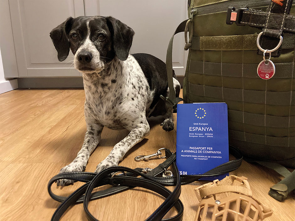Hund mit Reisegepäck und EU-Heimtierausweis.