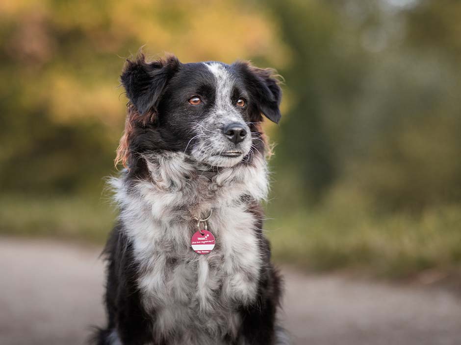 Hund mit TASSO-Plakette