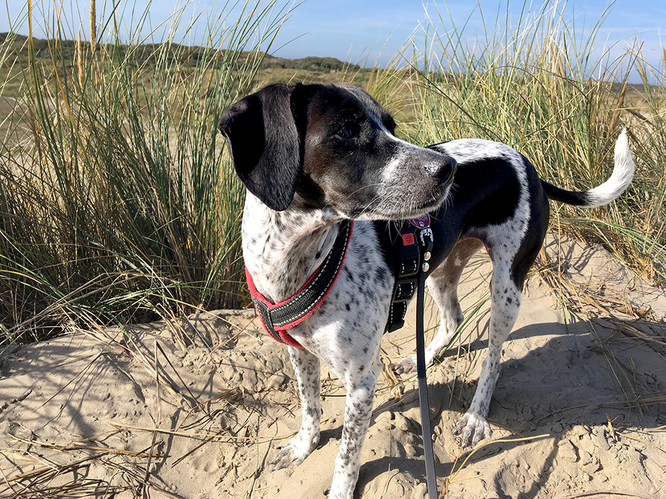 schwarz-wießer Hund am Strand