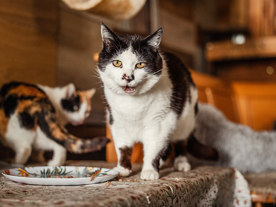 Streunerkatzen fressen von einem Teller