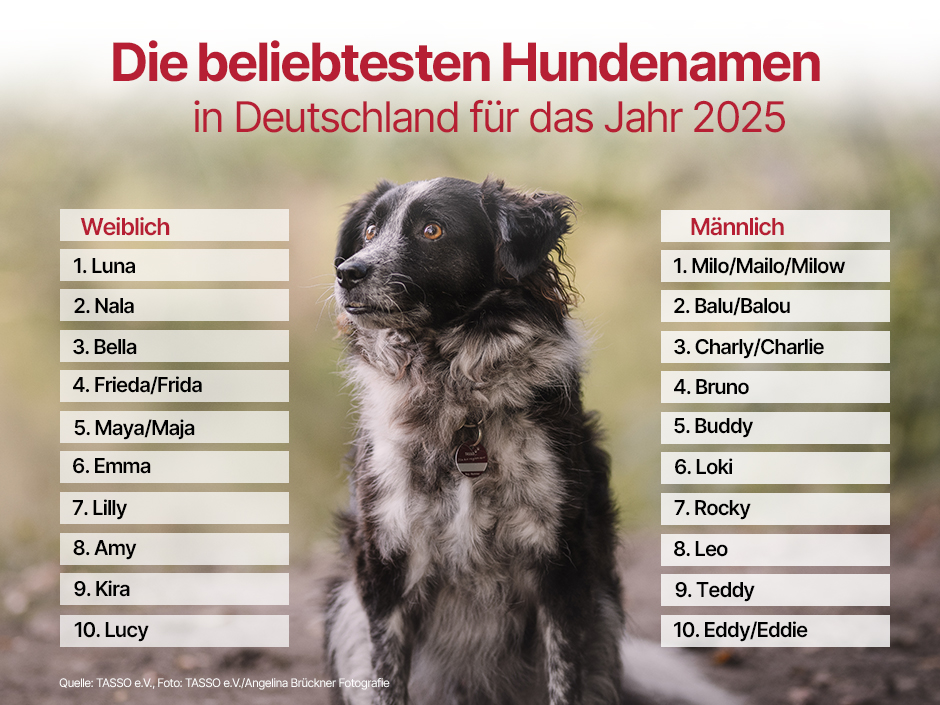 Grafik zu den beliebtesten Hundenamen 2024.