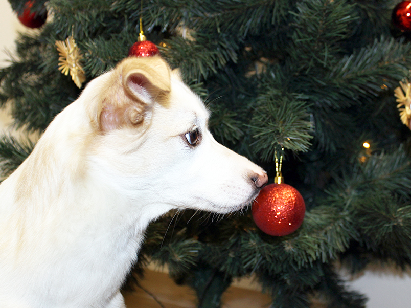 Ein Hund vor einem Weihnachtsbaum.