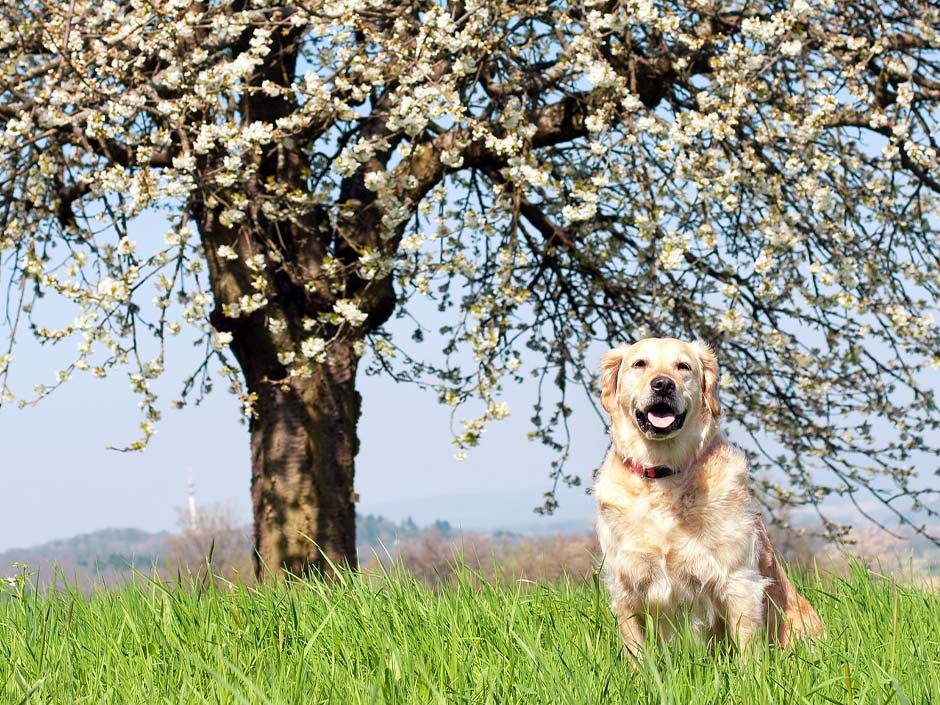 Hund auf einer Wiese_Chiemsee2016-Pixabay