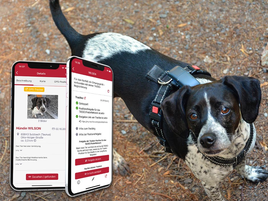 Eine Büroschnauze mit einem GPS-Tracker am Geschirr.