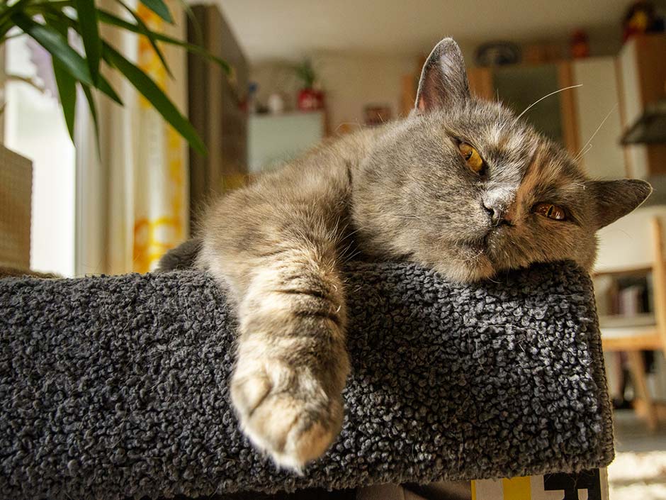Demenz bei Haustieren - Katze liegt auf dem Stuhl.