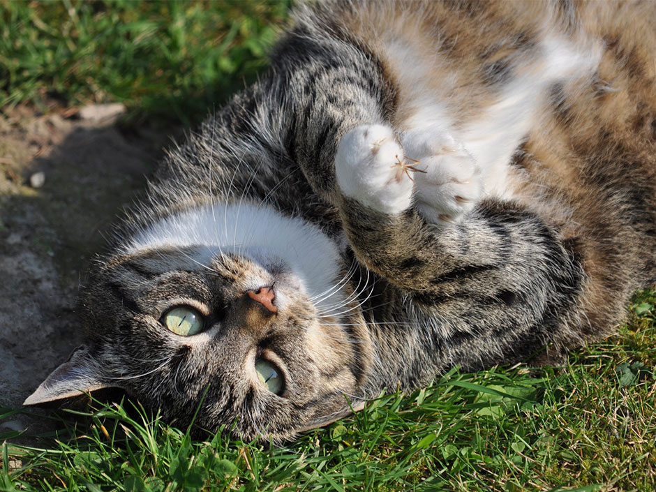 Dicke Katze liegt auf der Wiese.