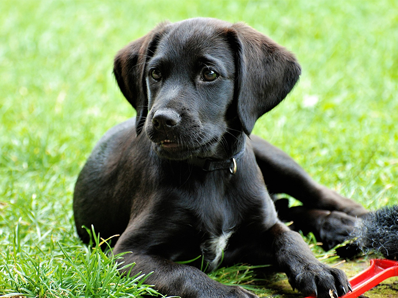 Ein schwarzer Labradorwelpe liegt im Gras.