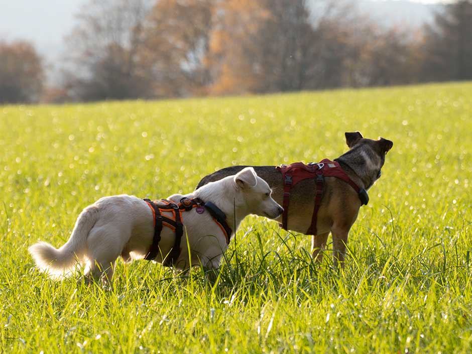 Zwei Hunde beim Spazierengehen auf der Wiese. (c) Lutz Lehmann
