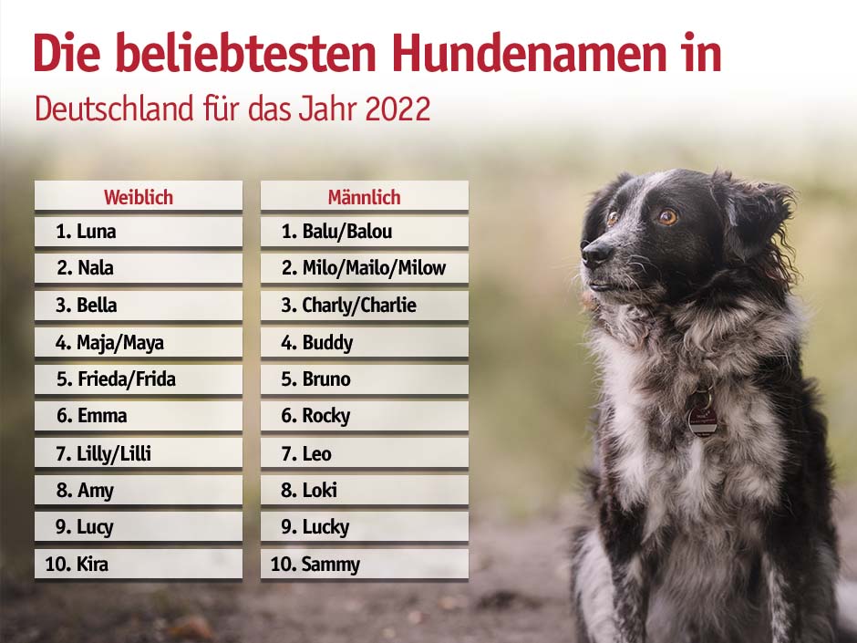 Loki steigt bei den Rüden neu auf Platz 8 ein. 