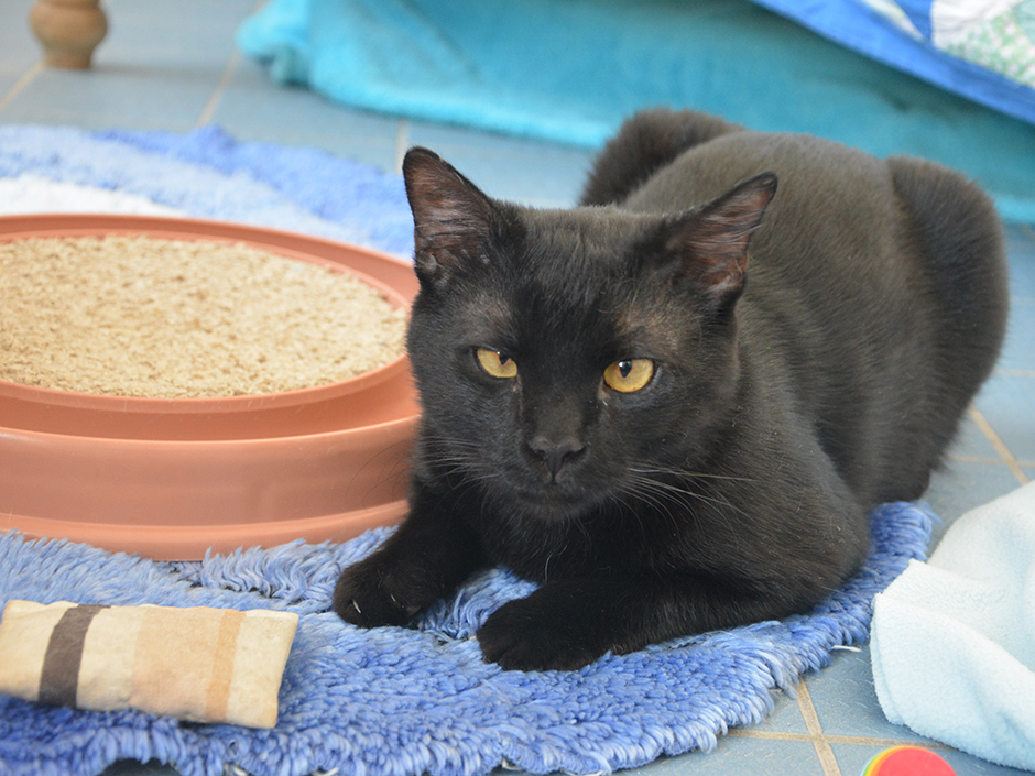 Eine schwarze Katze mit Spielzeug