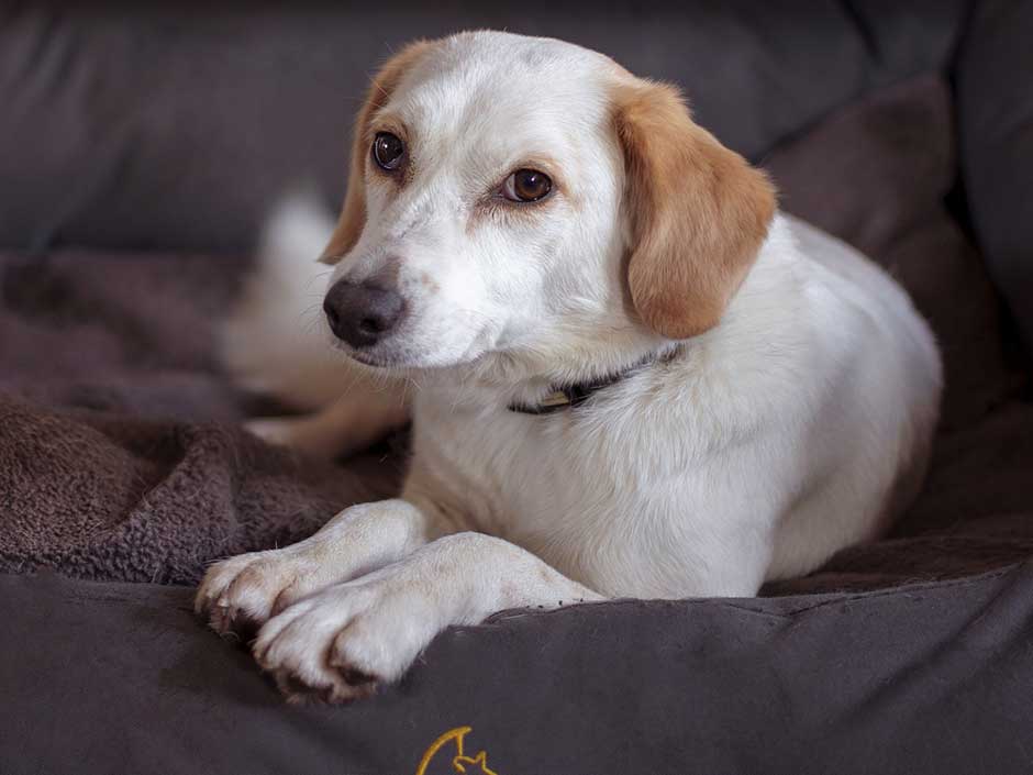 Hund liegt ruhig im Körbchen. (c) Zachtleven/Pixabay