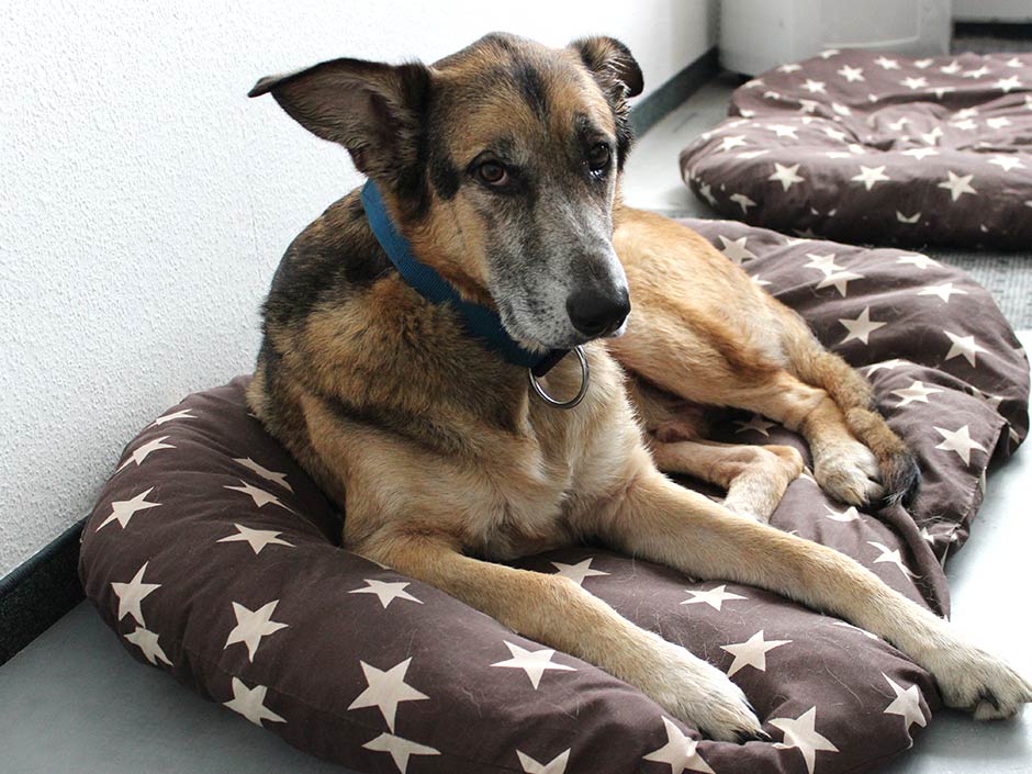 Hund Guismo liegt auf einem Kissen.