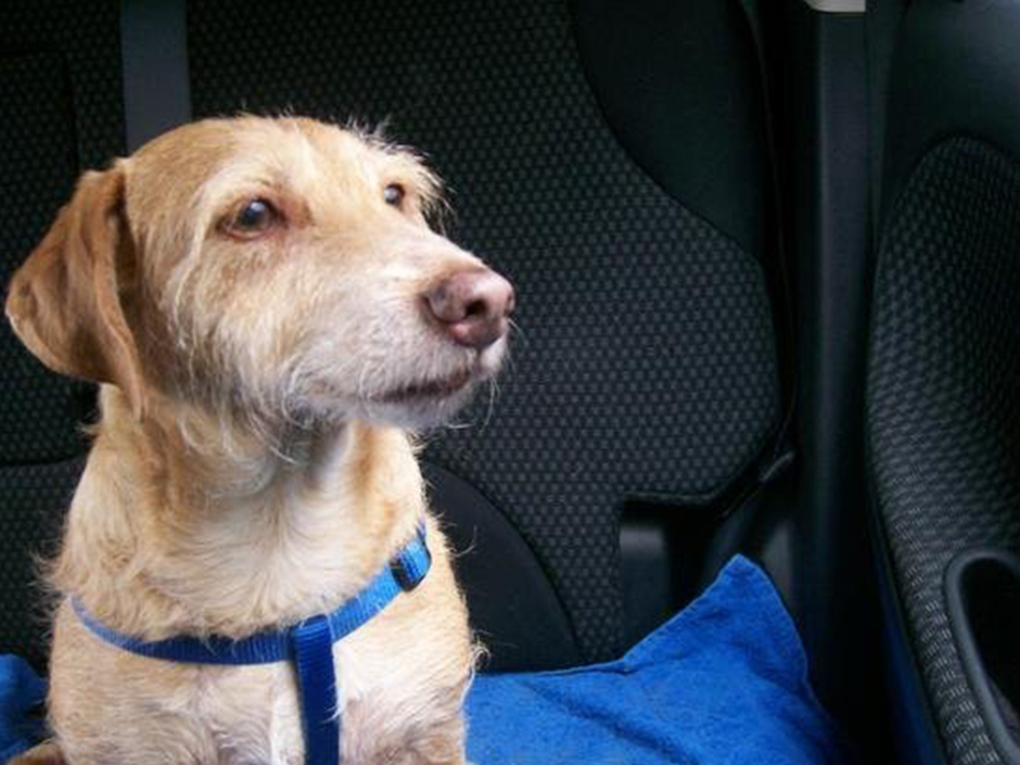 Hund sitzt im Auto.