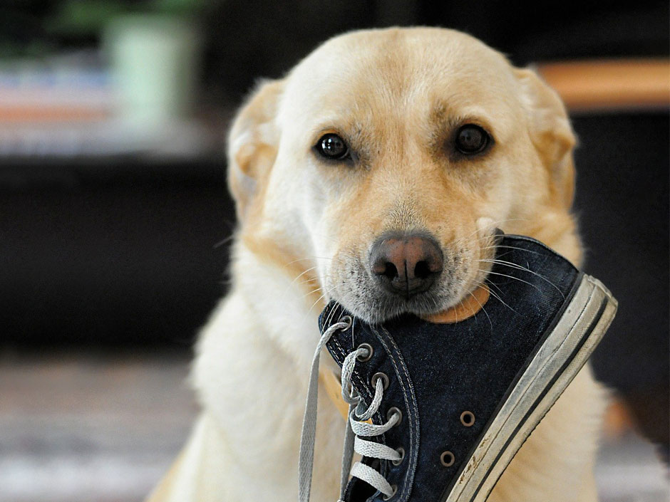 Heller Hund kaut ein einem Turnschuh. Denis Doukhan/Pixabay