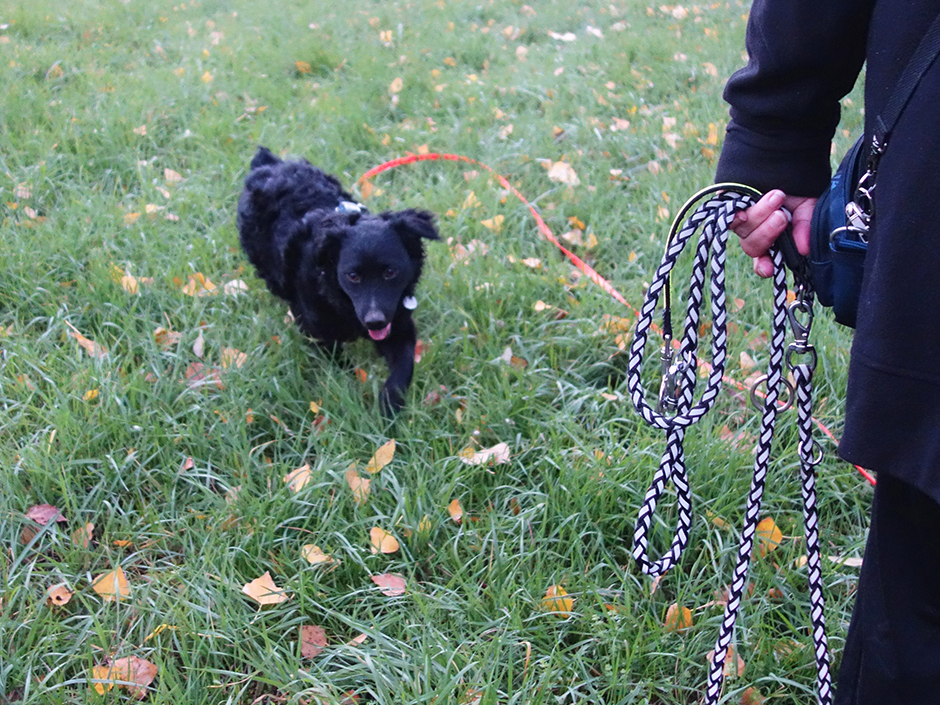 Hund mit reflektierender Leine.