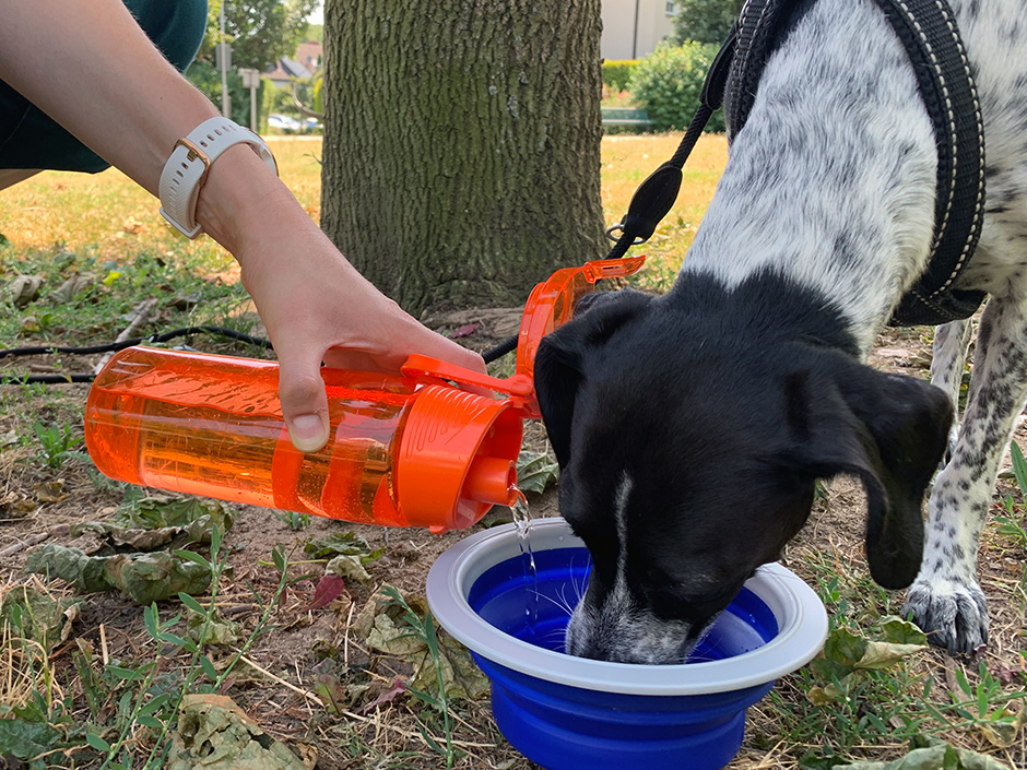 Büroschnaute Dotty trinkt aus einem Wassernapf.