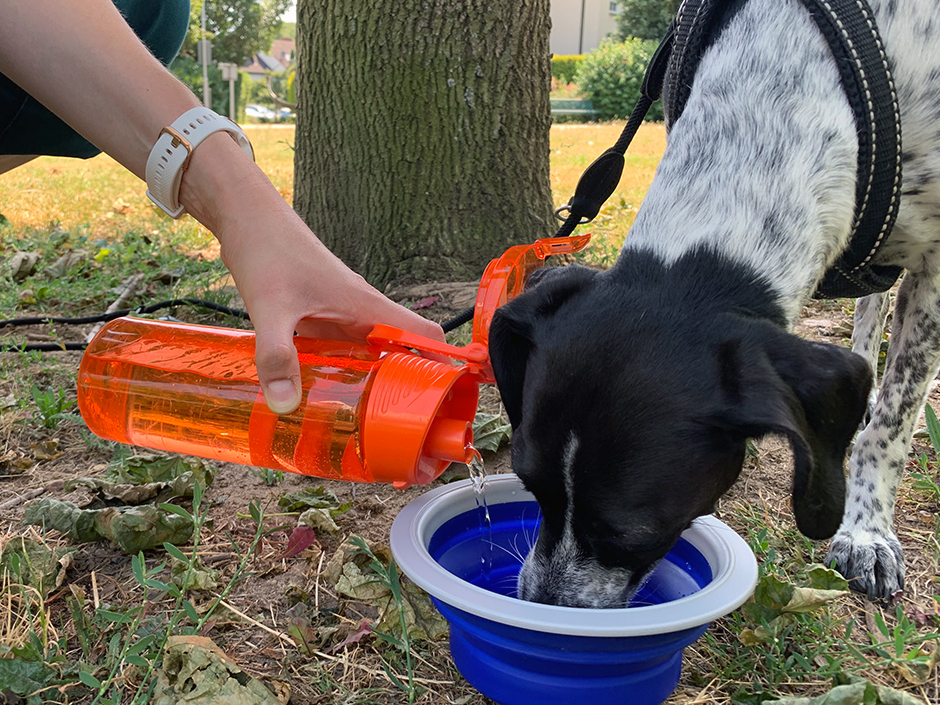 Ein Hund trinkt aus einem Wassernapf.