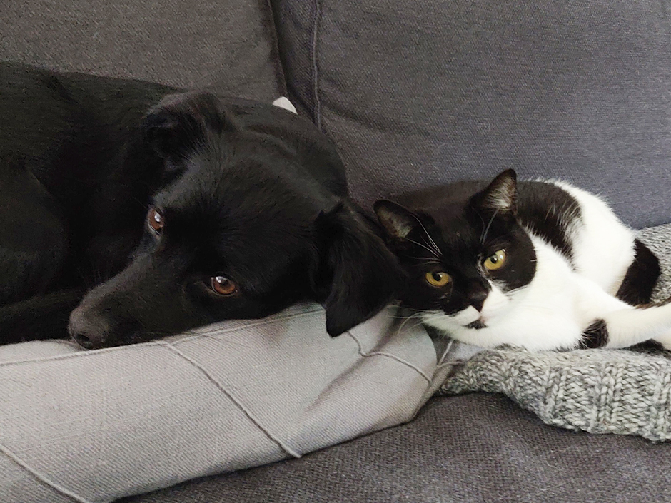 Hund und Katze liegen auf Sofa